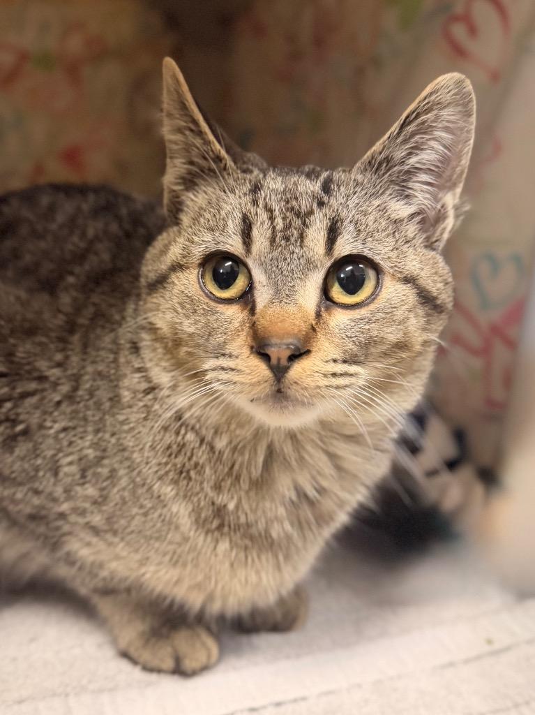 Cinnamon, Adoptable, Young Male Domestic Short Hair.