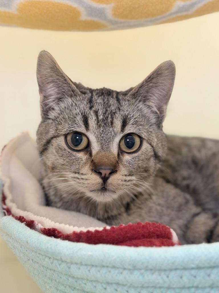 Enlarge Cinnamon, a Adoptable mixed breed in Menomonie, WI image 2/2