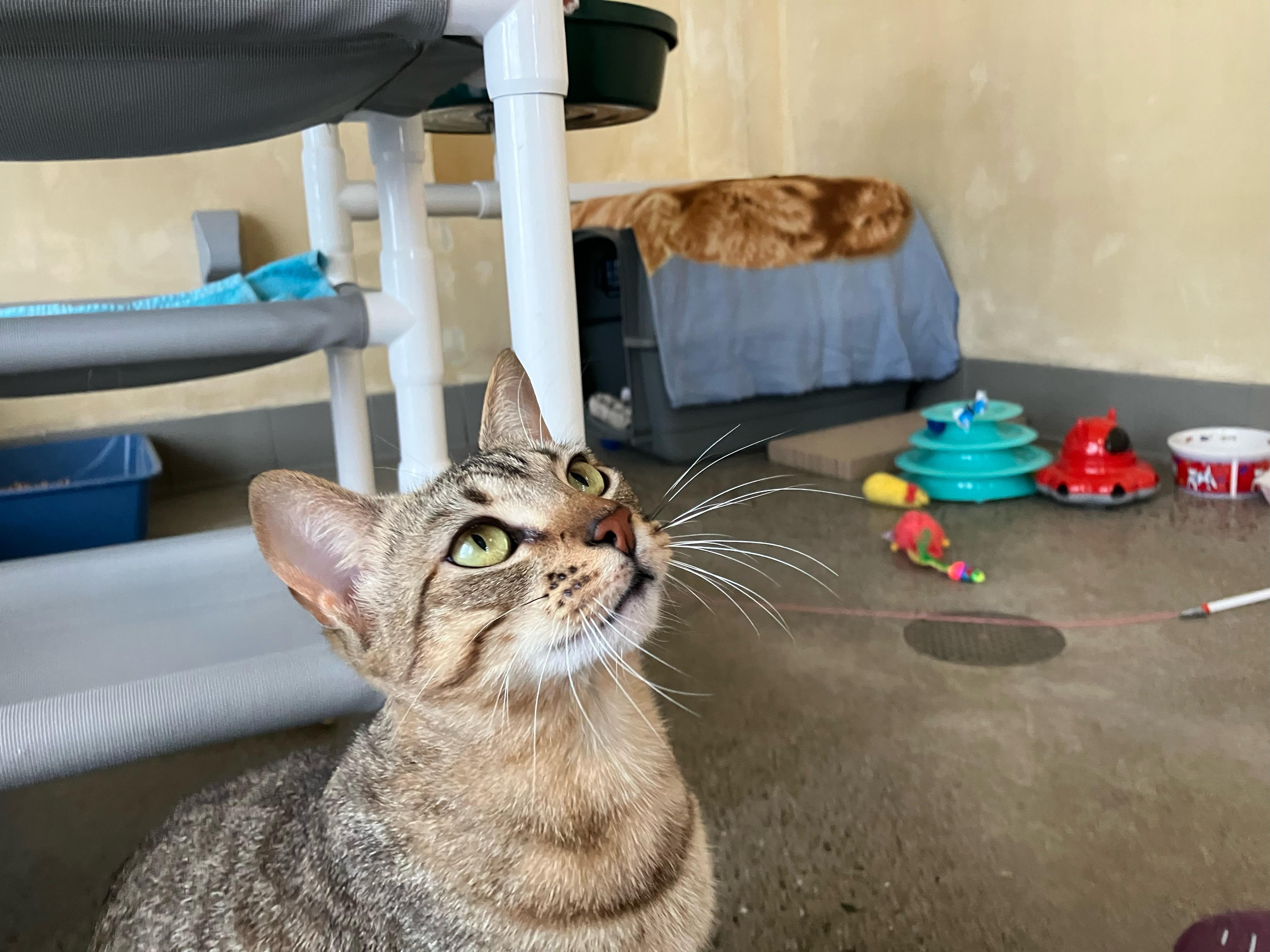 Azreal, an adopted Domestic Short Hair in Berkeley, CA image 6/6