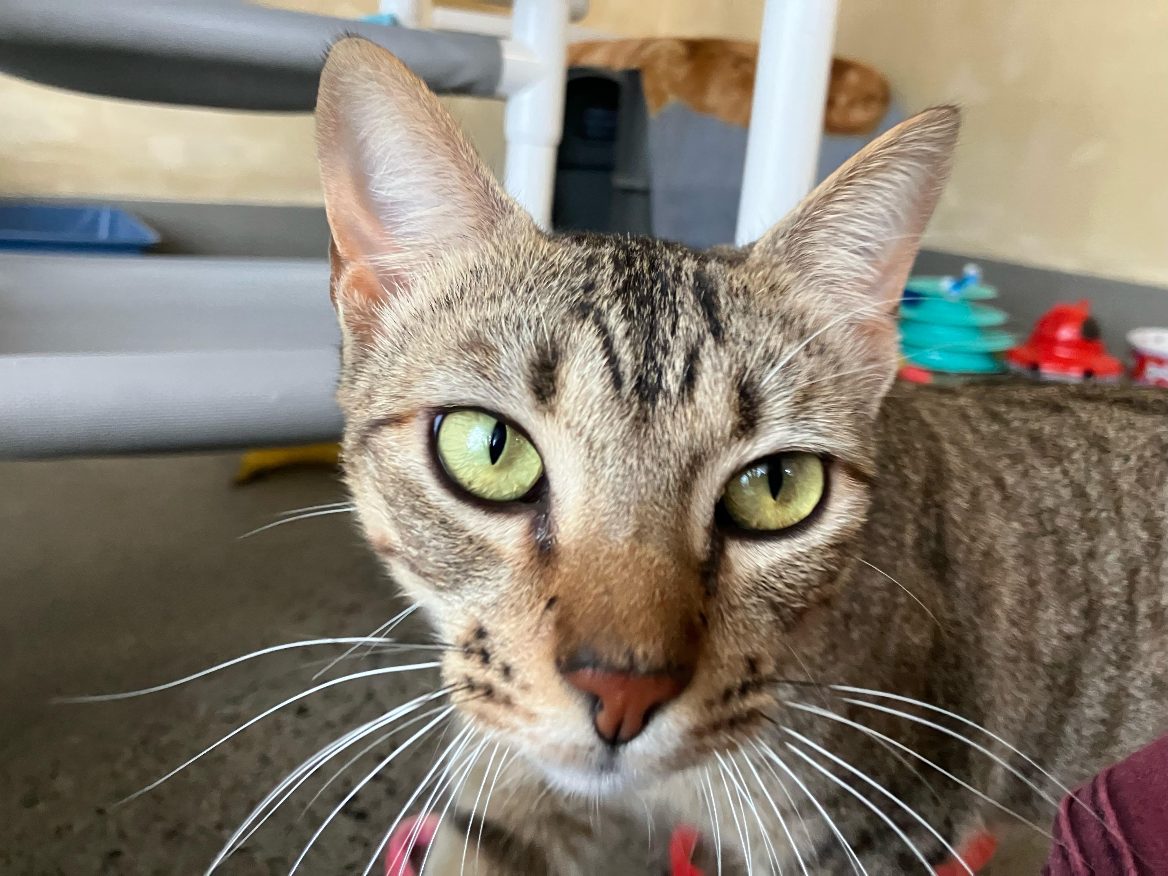 Azreal, an adopted Domestic Short Hair in Berkeley, CA image 1/6