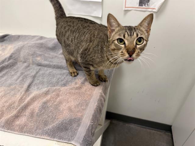 Azreal, an adopted Domestic Short Hair in Berkeley, CA image 4/6