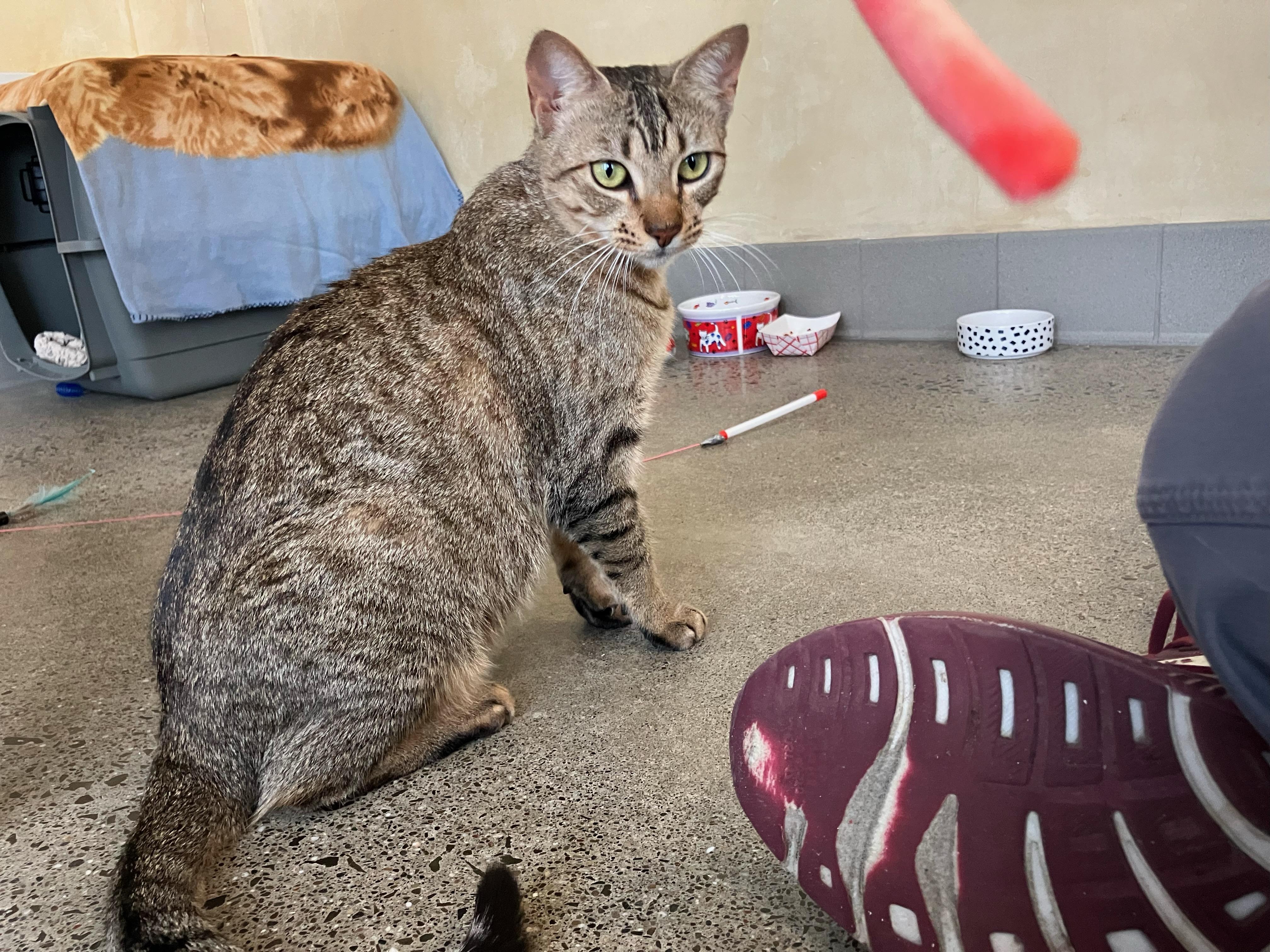 Azreal, an adopted Domestic Short Hair in Berkeley, CA image 3/6