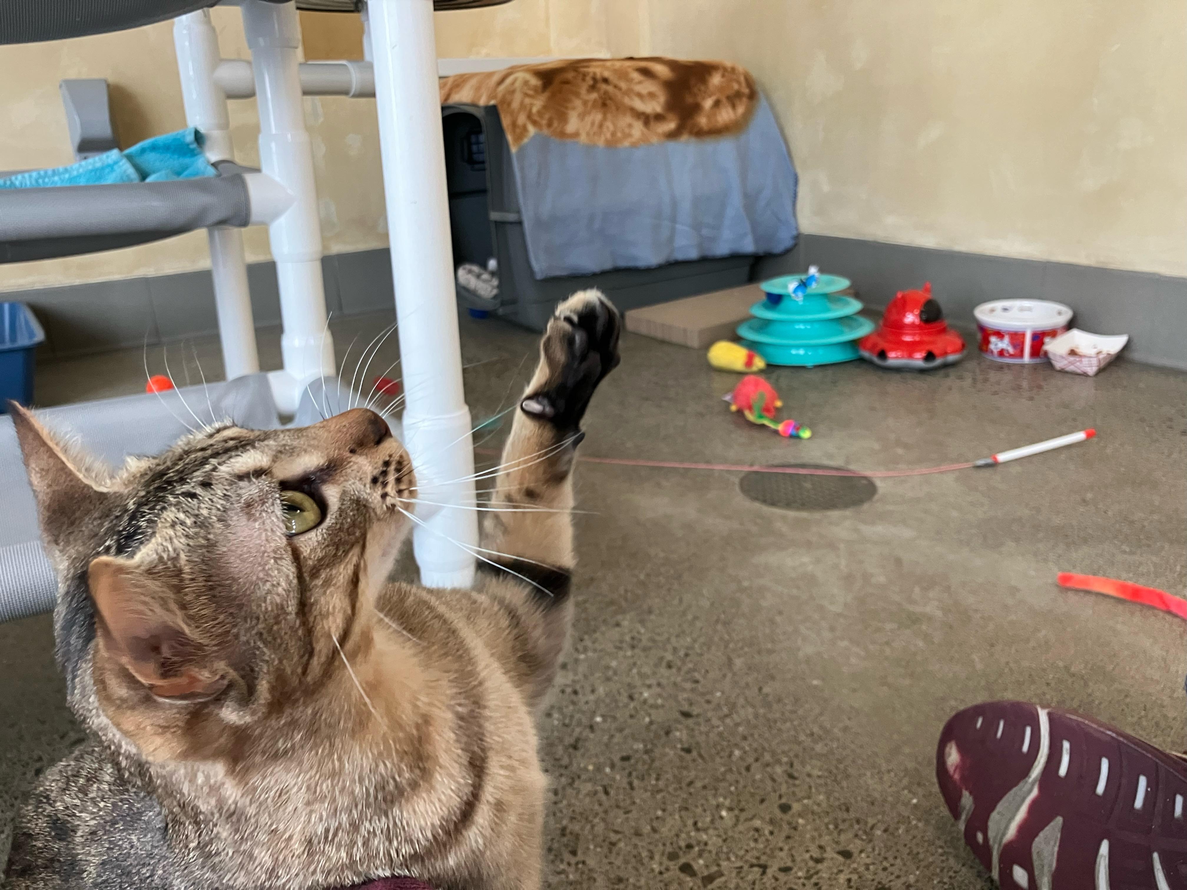 Azreal, an adopted Domestic Short Hair in Berkeley, CA image 5/6