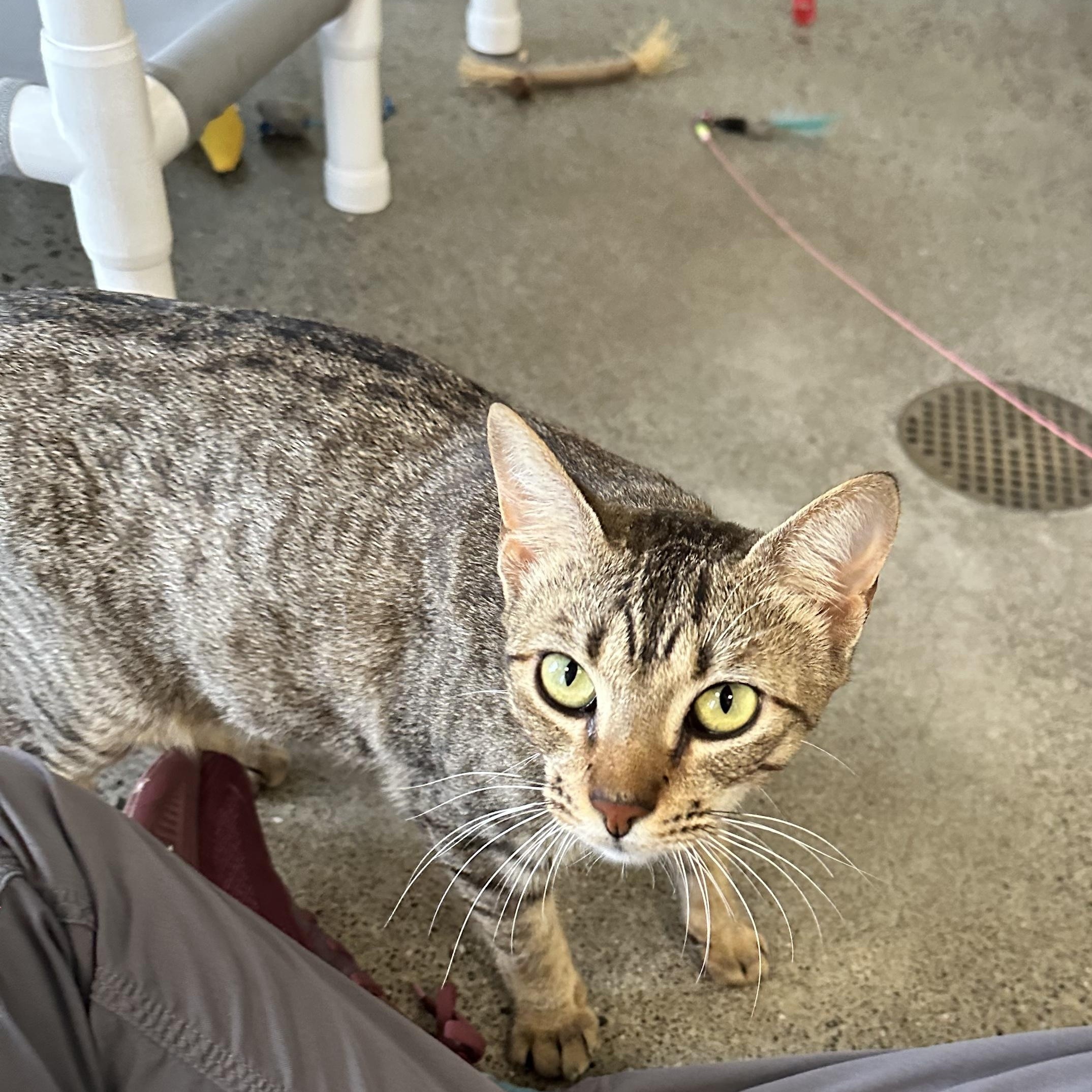 Azreal, an adopted Domestic Short Hair in Berkeley, CA image 2/6