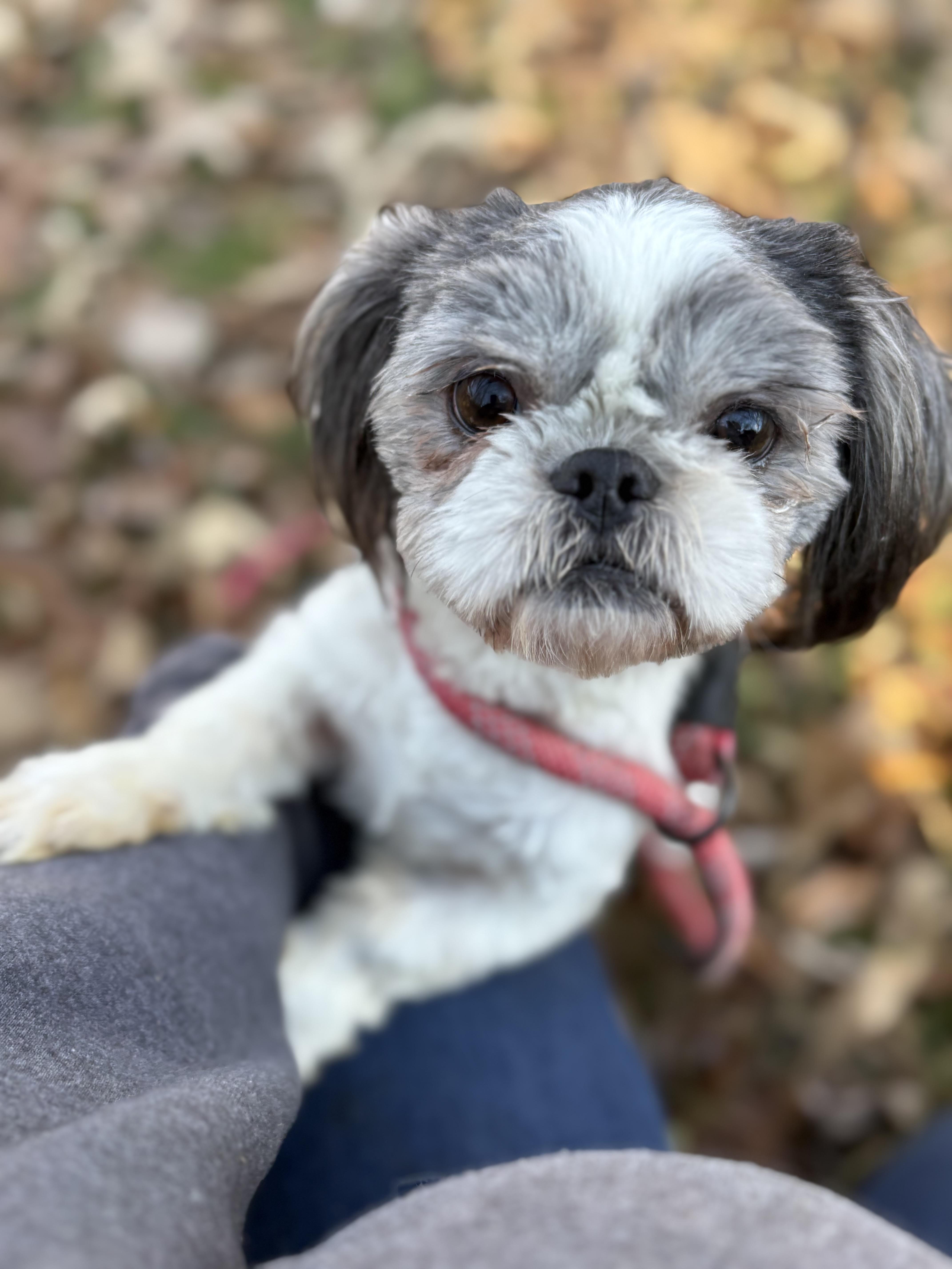 Lester, an adopted Shih Tzu in Louisa, VA image 1/4