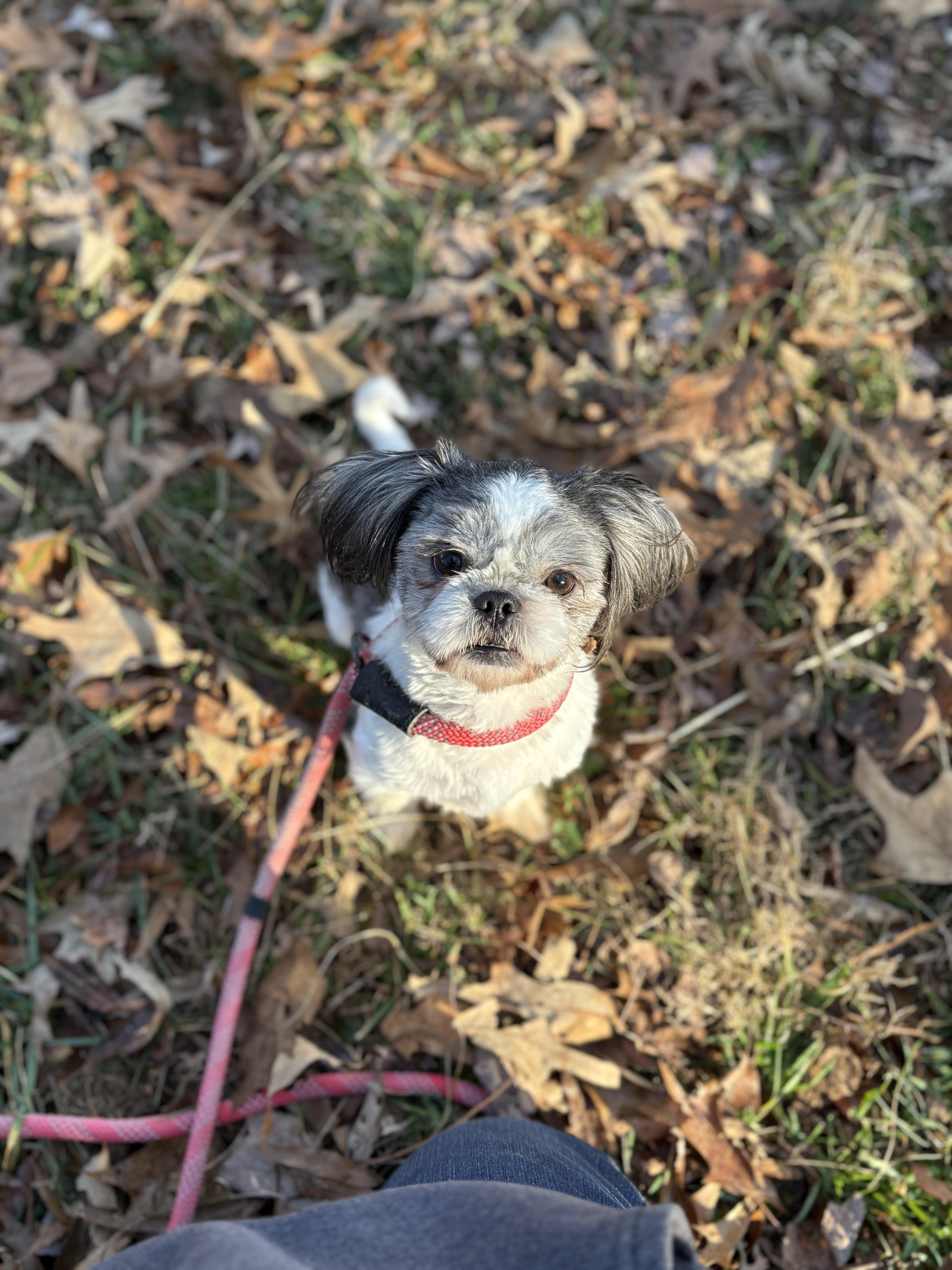 Lester, an adopted Shih Tzu in Louisa, VA image 4/4