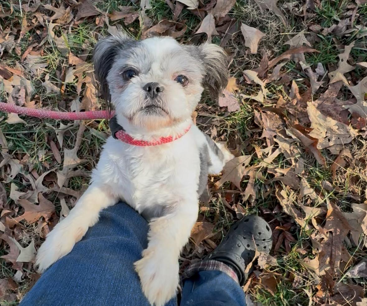 Lester, an adopted Shih Tzu in Louisa, VA image 2/4