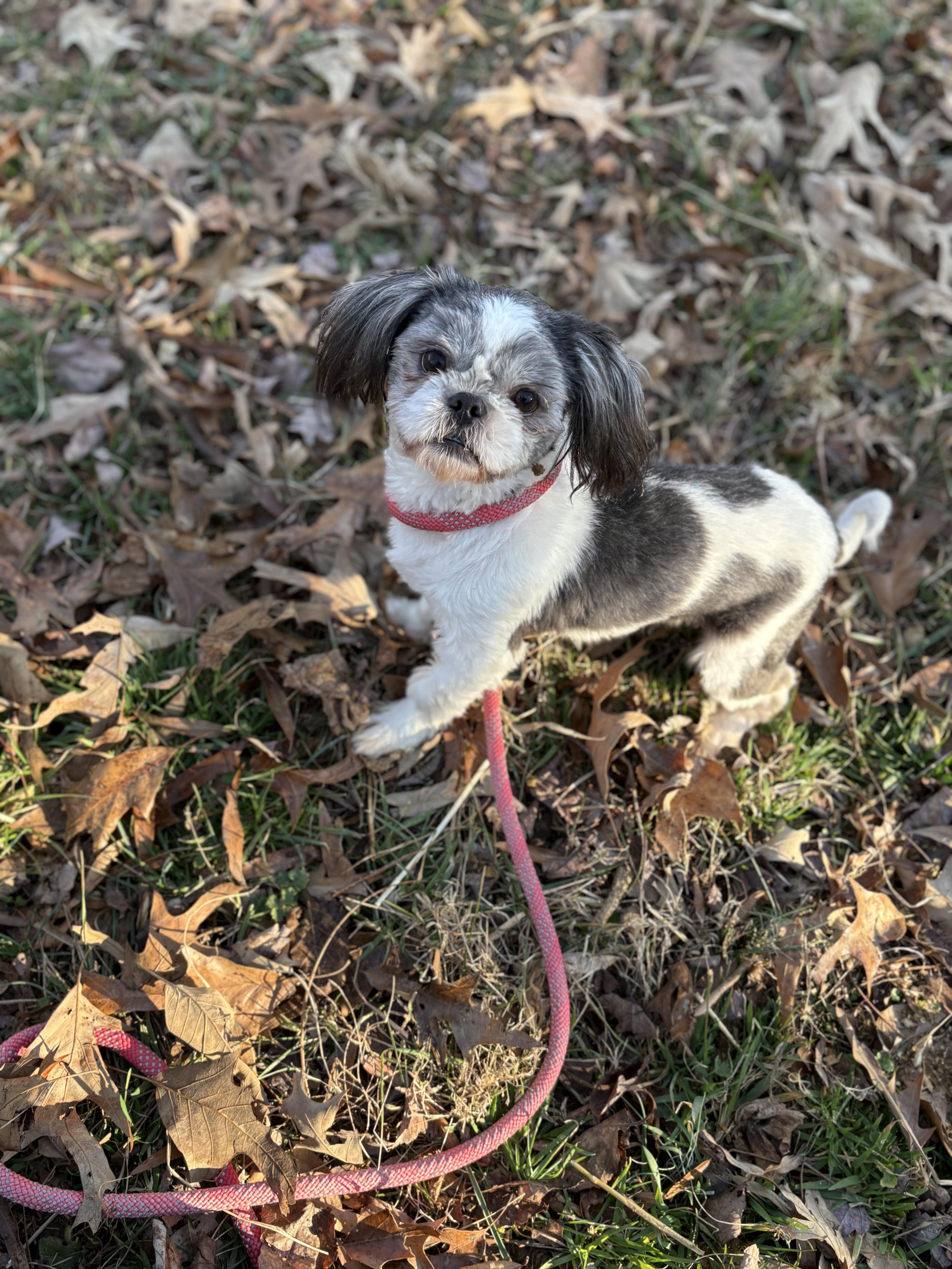 Lester, an adopted Shih Tzu in Louisa, VA image 3/4