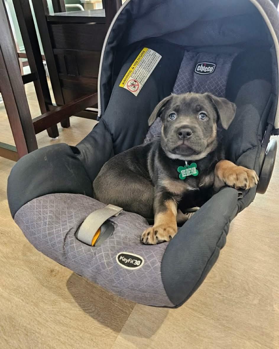 Breezy , ADOPTABLE, Puppy Female Mastiff.