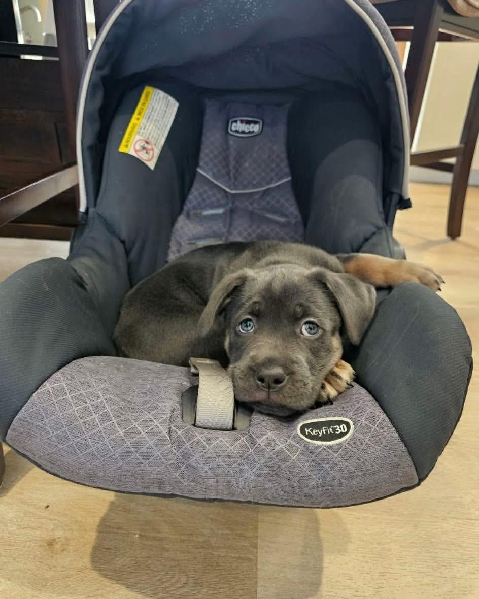 Breezy , a ADOPTABLE mixed breed in Winnipeg, MB image 4/4