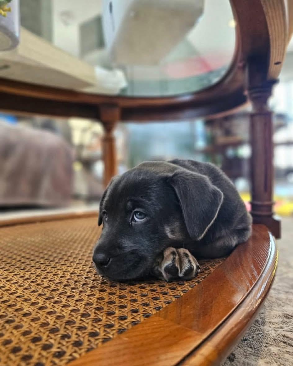 Breezy , a ADOPTABLE mixed breed in Winnipeg, MB image 2/4