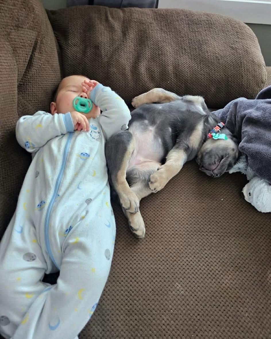 Breezy , a ADOPTABLE mixed breed in Winnipeg, MB image 3/4