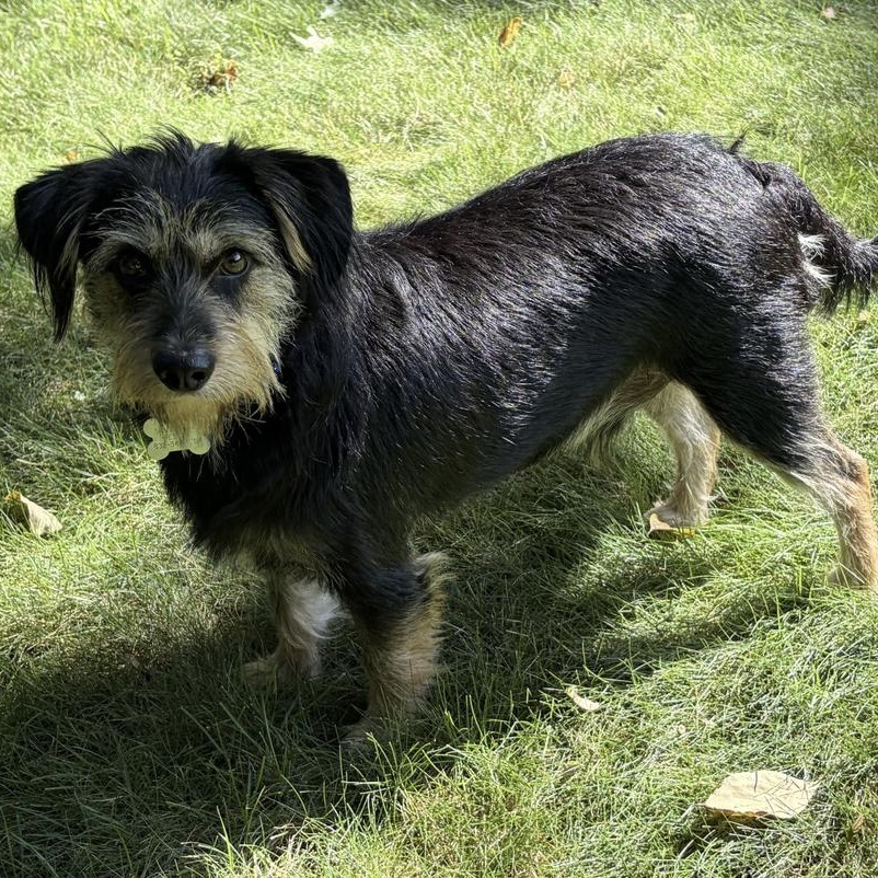 Enlarge DUNCAN, a Adopted mixed breed in new canaan, CT image 5/6