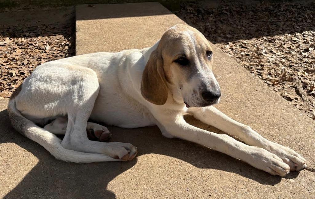 Shiloh, Adopted, Young Male Basset Hound & Labrador Retriever.