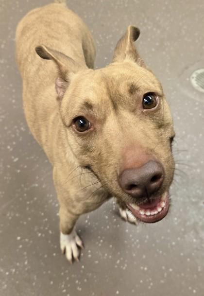 Sandy, Adoptable, Adult Female Mixed Breed & Mixed Breed.