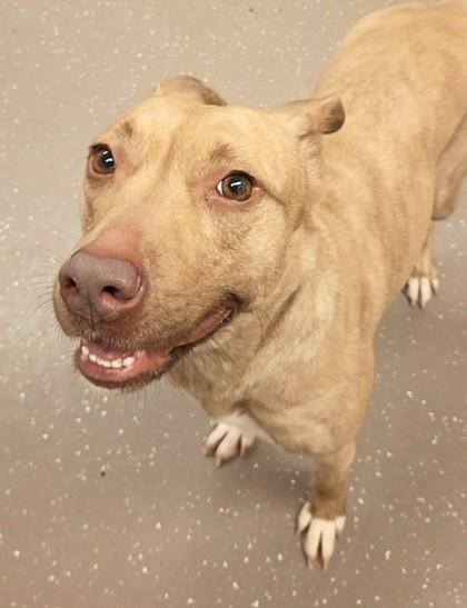Sandy, a Adoptable mixed breed in South Bend, IN image 2/3