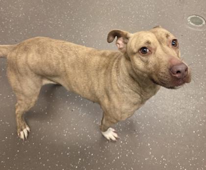 Sandy, a Adoptable mixed breed in South Bend, IN image 3/3