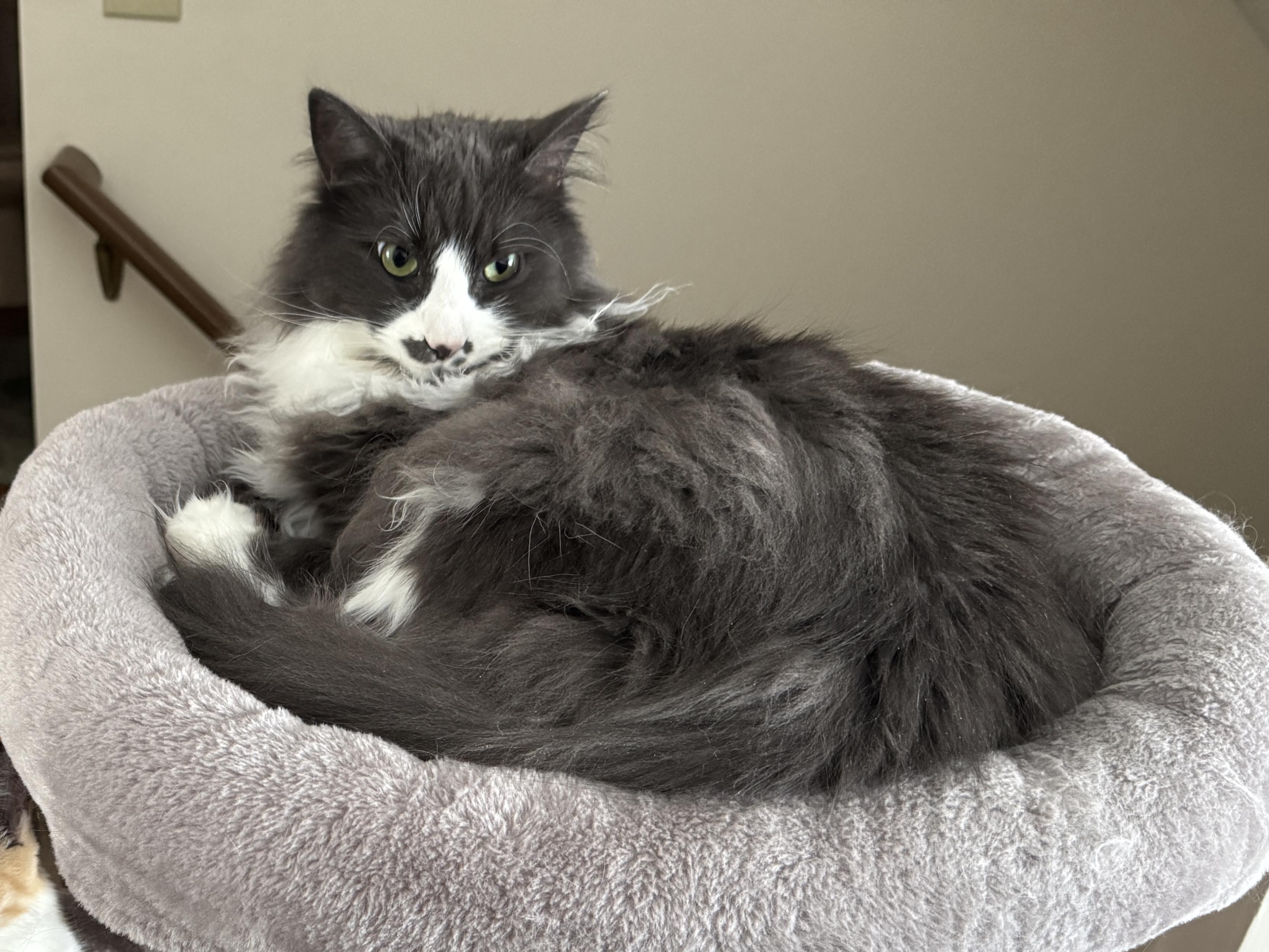 Milo, ADOPTABLE, Adult Male Domestic Long Hair.