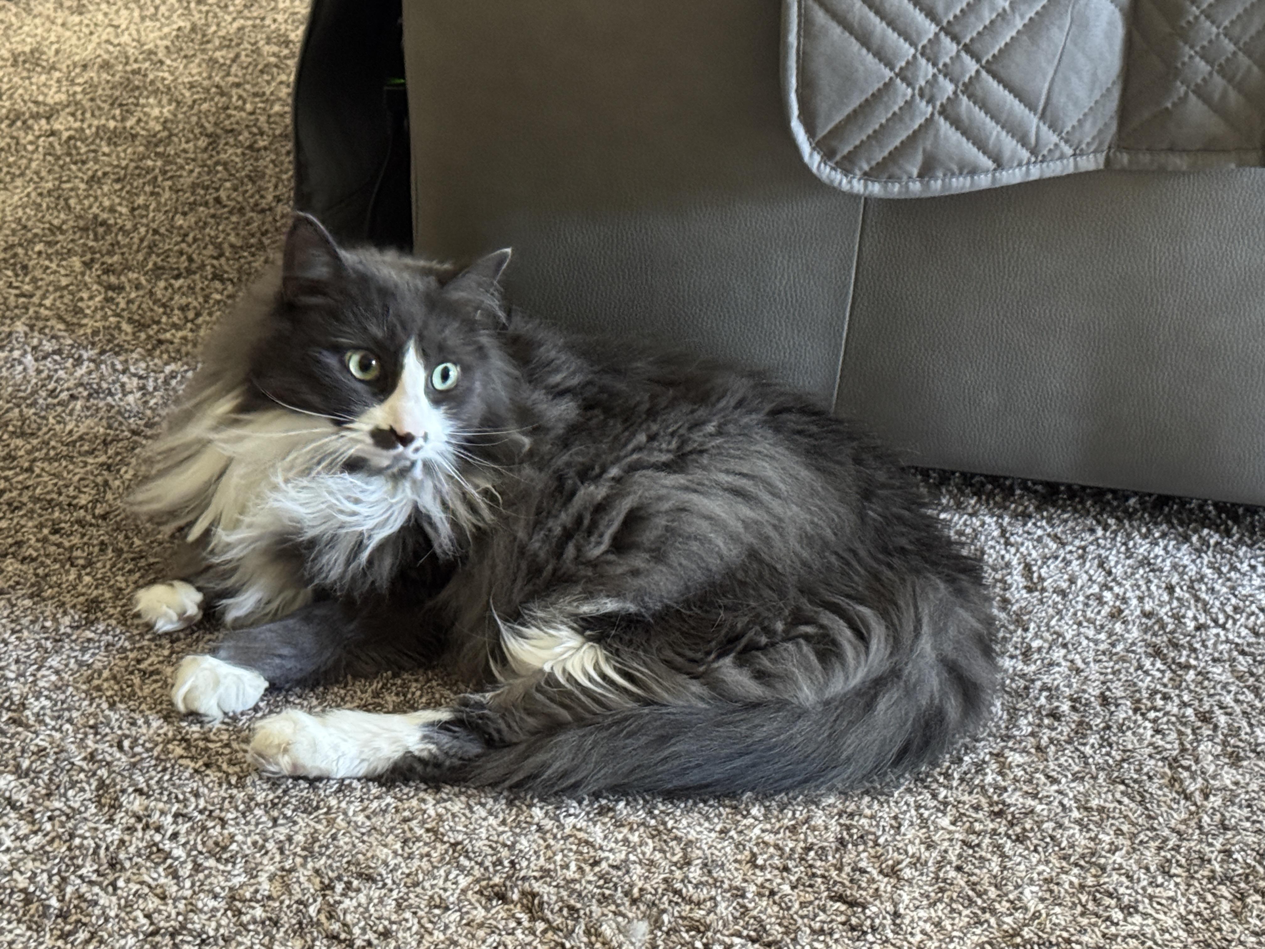 Enlarge Milo, a ADOPTABLE Domestic Long Hair in Massillon, OH image 2/3