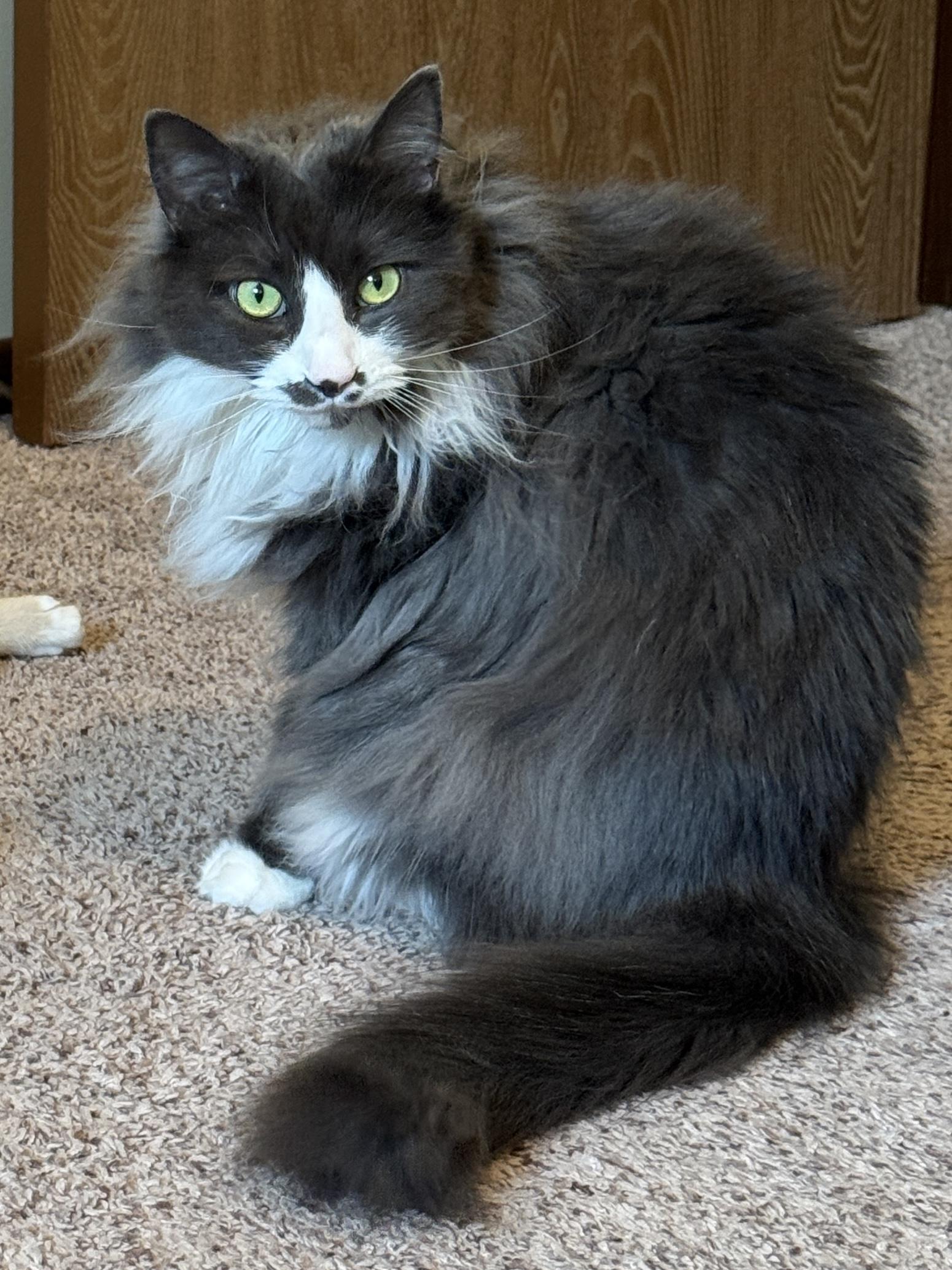 Enlarge Milo, a ADOPTABLE Domestic Long Hair in Massillon, OH image 3/3