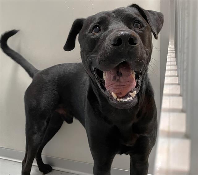 JAX AUSTIN, Adoptable, Young Male Labrador Retriever.