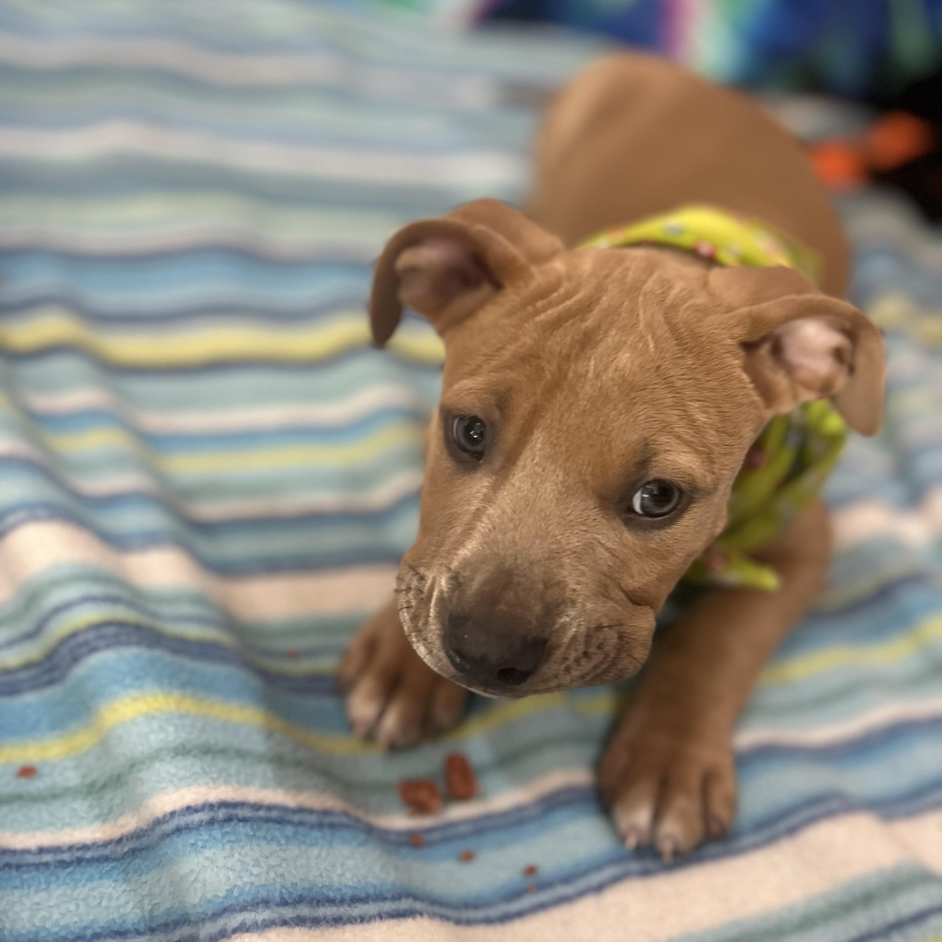 Enlarge Shaggy, an adopted mixed breed in Madison Heights, MI image 3/3