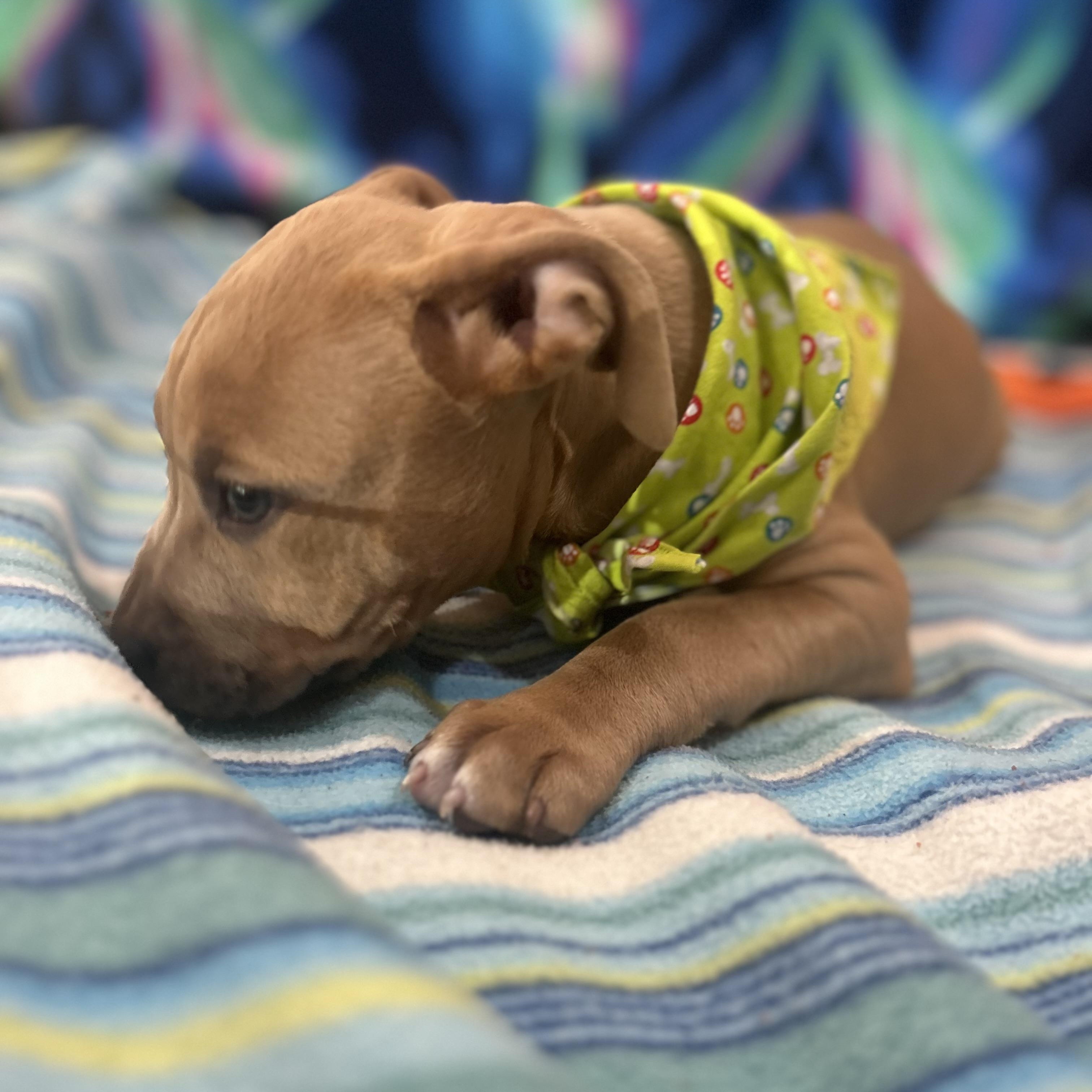 Shaggy, adopted, Puppy Male Pit Bull Terrier.