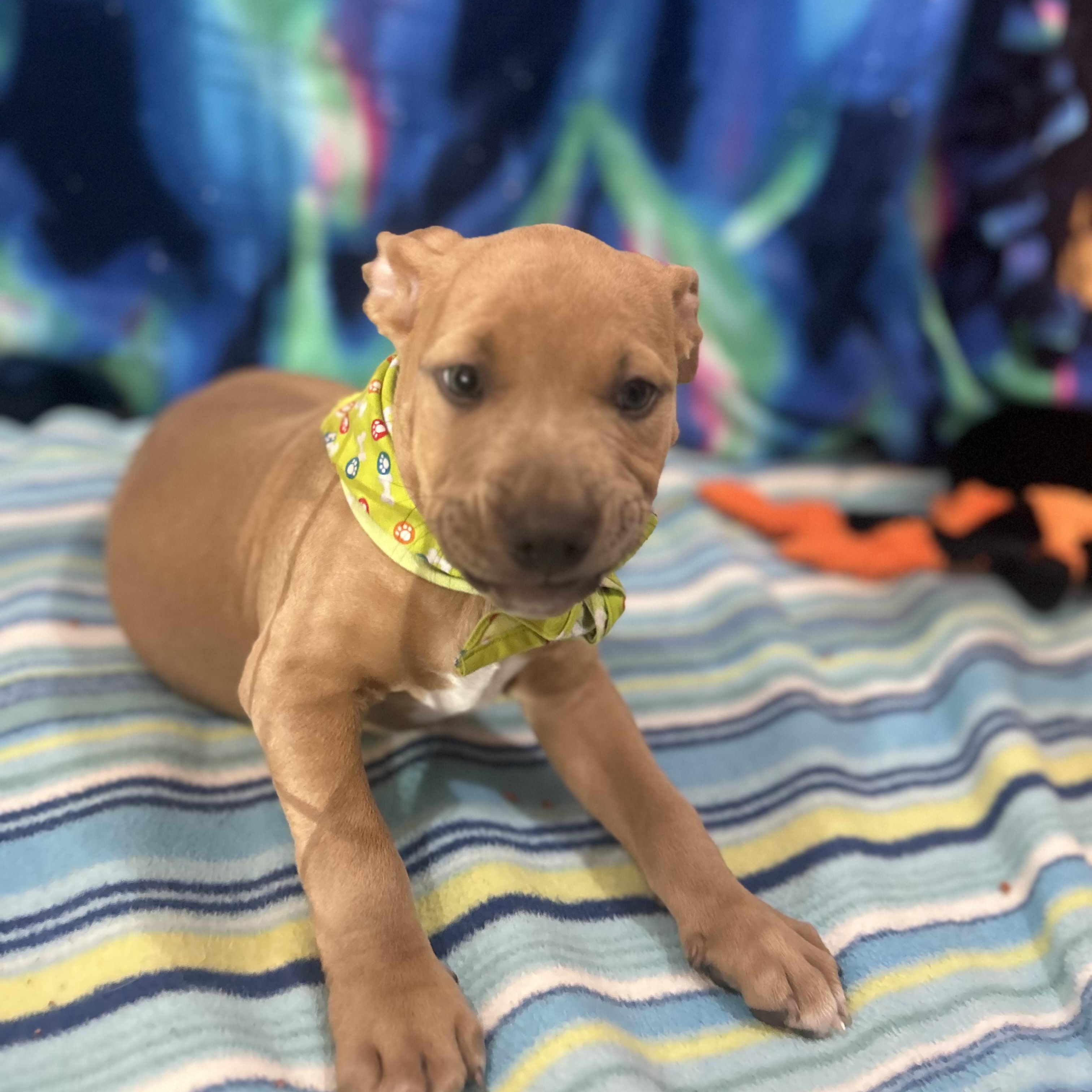 Enlarge Shaggy, an adopted mixed breed in Madison Heights, MI image 2/3