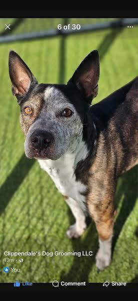 Bear, an adopted mixed breed in Hopkinsville, KY image 2/4
