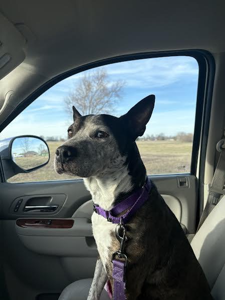 Bear, an adopted mixed breed in Hopkinsville, KY image 1/4