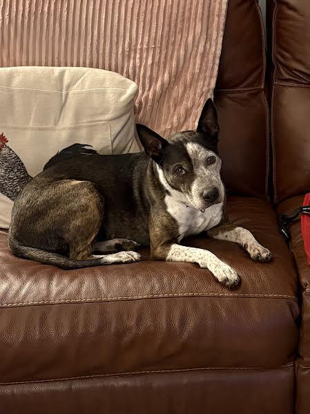 Bear, an adopted mixed breed in Hopkinsville, KY image 3/4