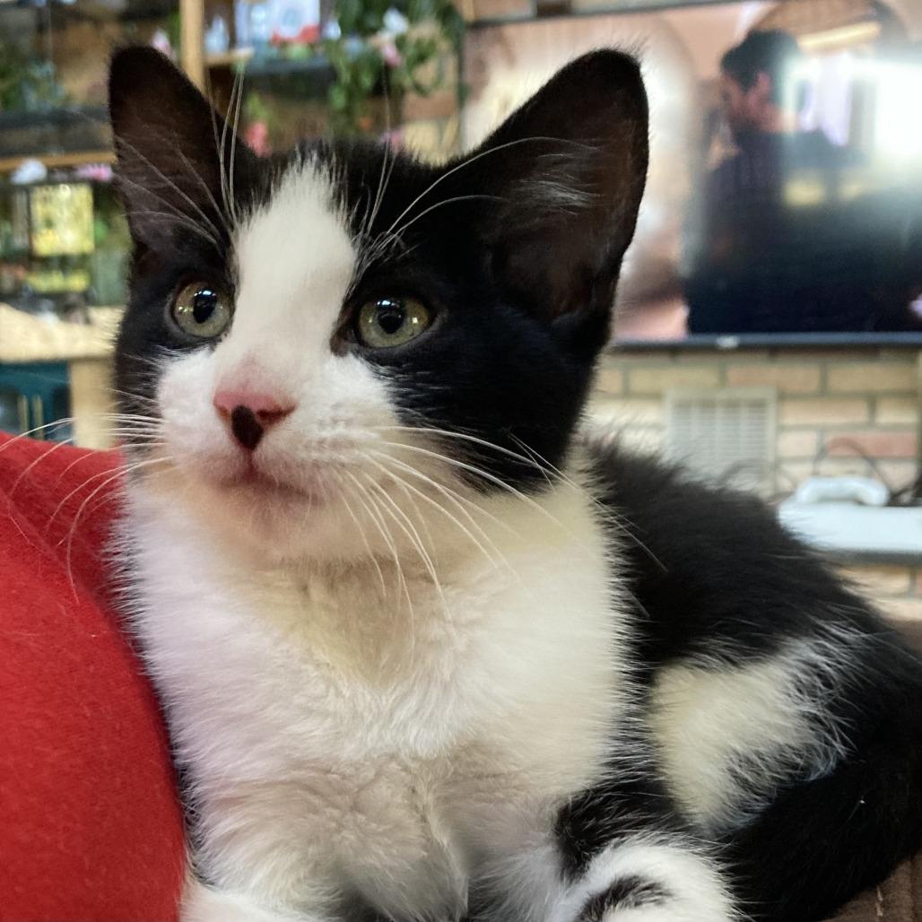 Enlarge Ender, a Adoptable mixed breed in Hopkins, MN image 1/4