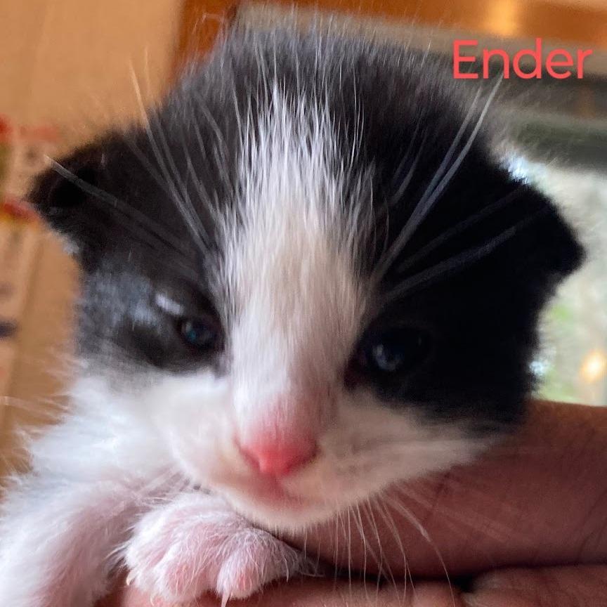 Enlarge Ender, a Adoptable mixed breed in Hopkins, MN image 2/4