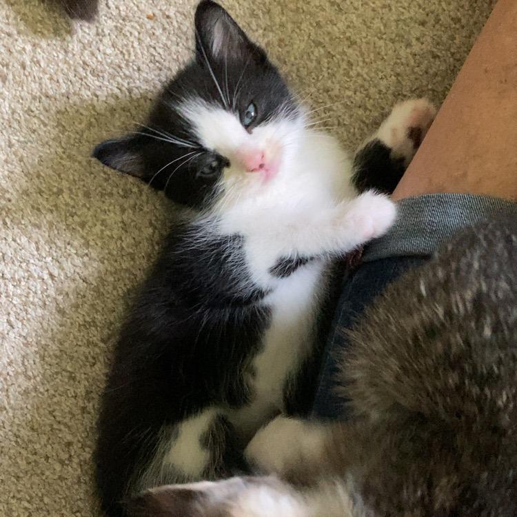 Enlarge Ender, a Adoptable mixed breed in Hopkins, MN image 3/4