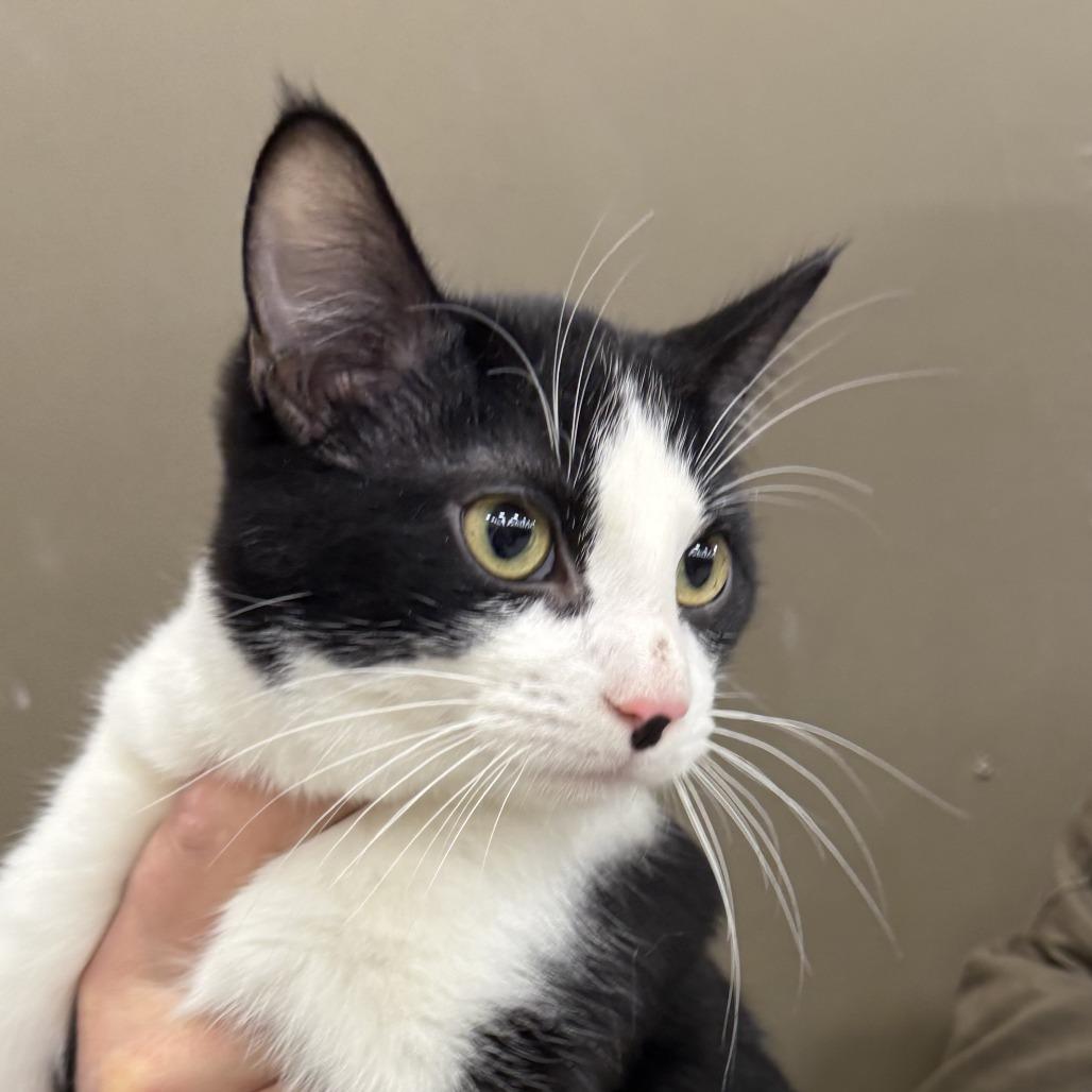 Ender, Adoptable, Young Male Domestic Short Hair.