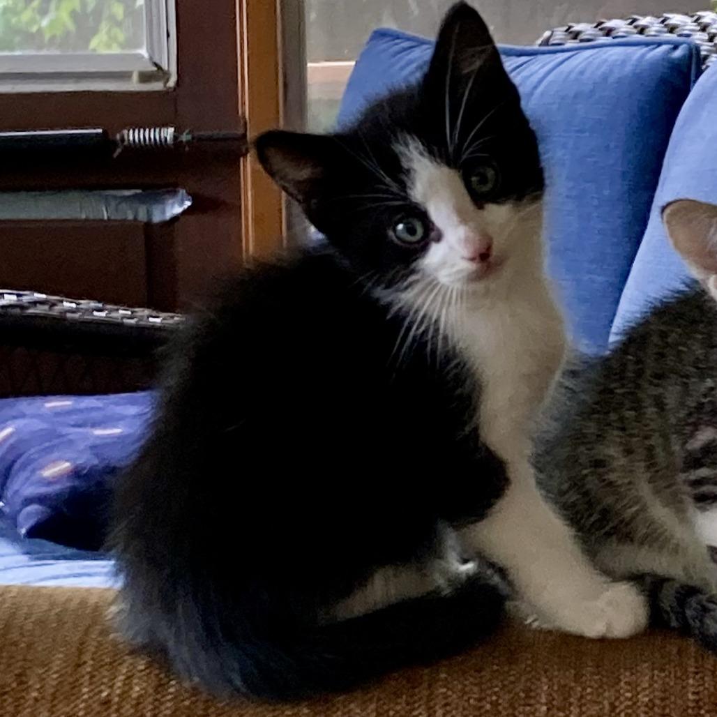 Enlarge Ender, a Adoptable mixed breed in Hopkins, MN image 4/4