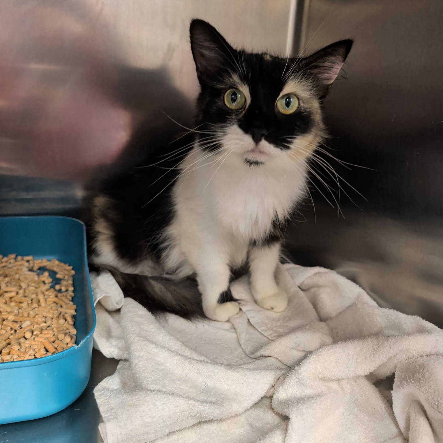 Porsche, an adopted Domestic Medium Hair in Petersburg, VA image 1/2