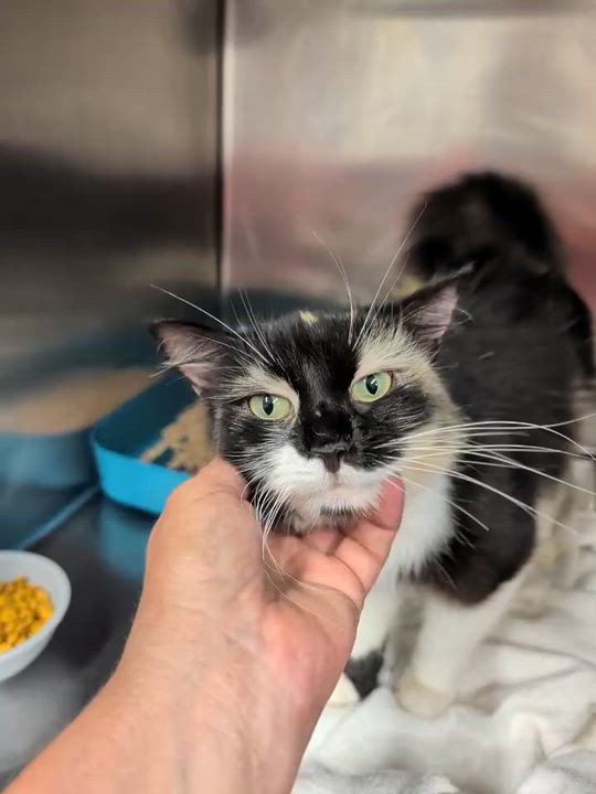 Enlarge Porsche, an adopted Domestic Medium Hair in Petersburg, VA video 2/2