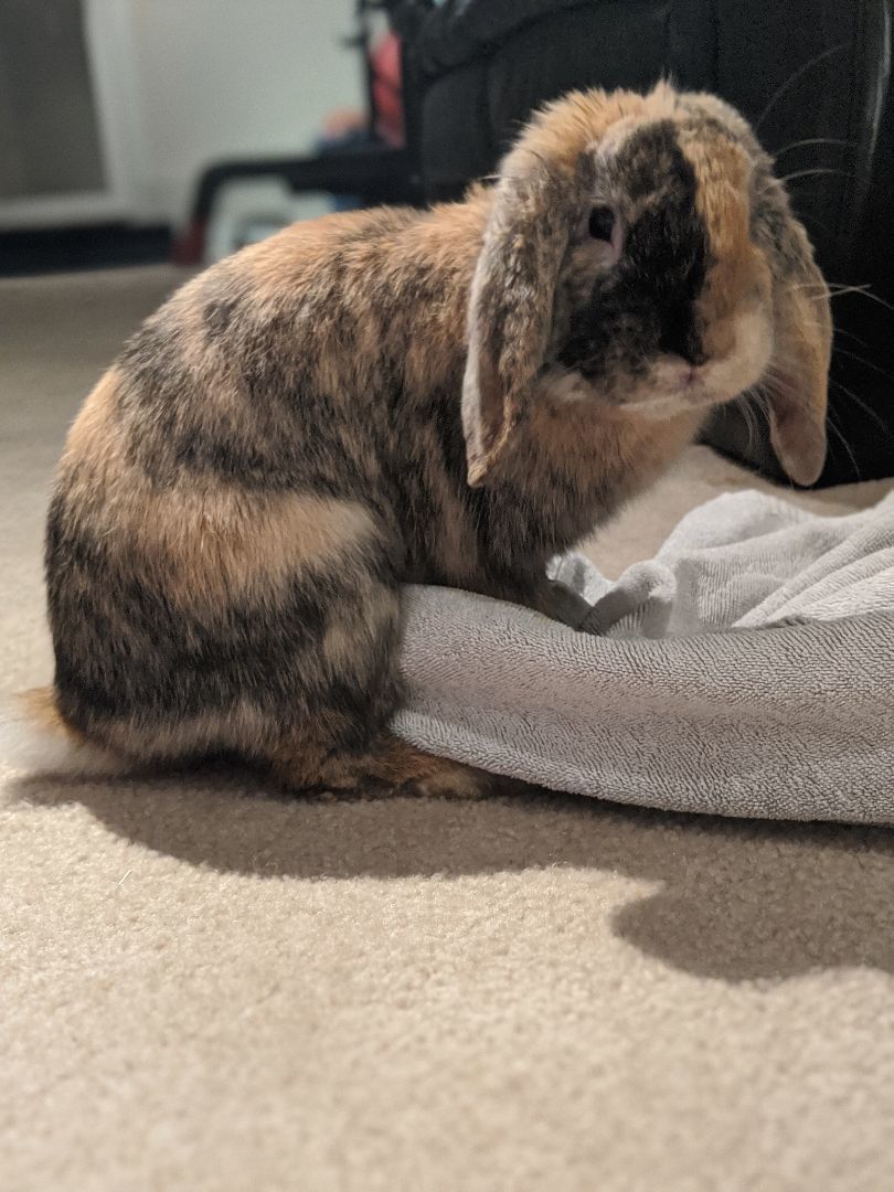 Ollie, Adopted, Adult Male Mini Lop.