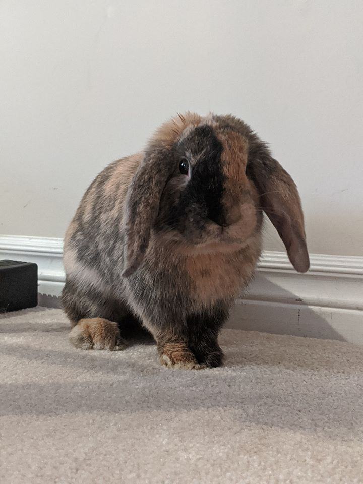 Enlarge Ollie, a Adopted Mini Lop in Kemptville, ON image 2/6
