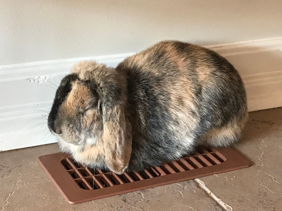 Enlarge Ollie, a Adopted Mini Lop in Kemptville, ON image 3/6