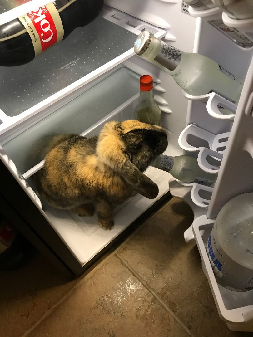 Enlarge Ollie, a Adopted Mini Lop in Kemptville, ON image 4/6