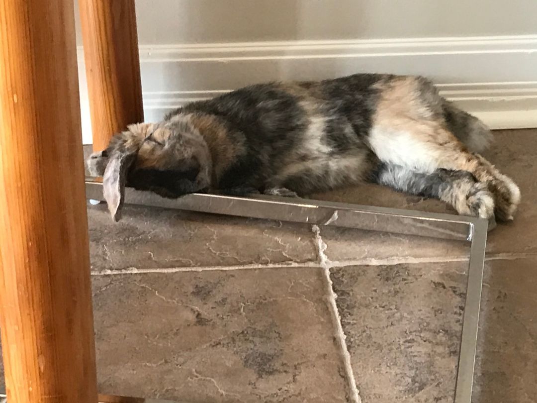 Enlarge Ollie, a Adopted Mini Lop in Kemptville, ON image 5/6