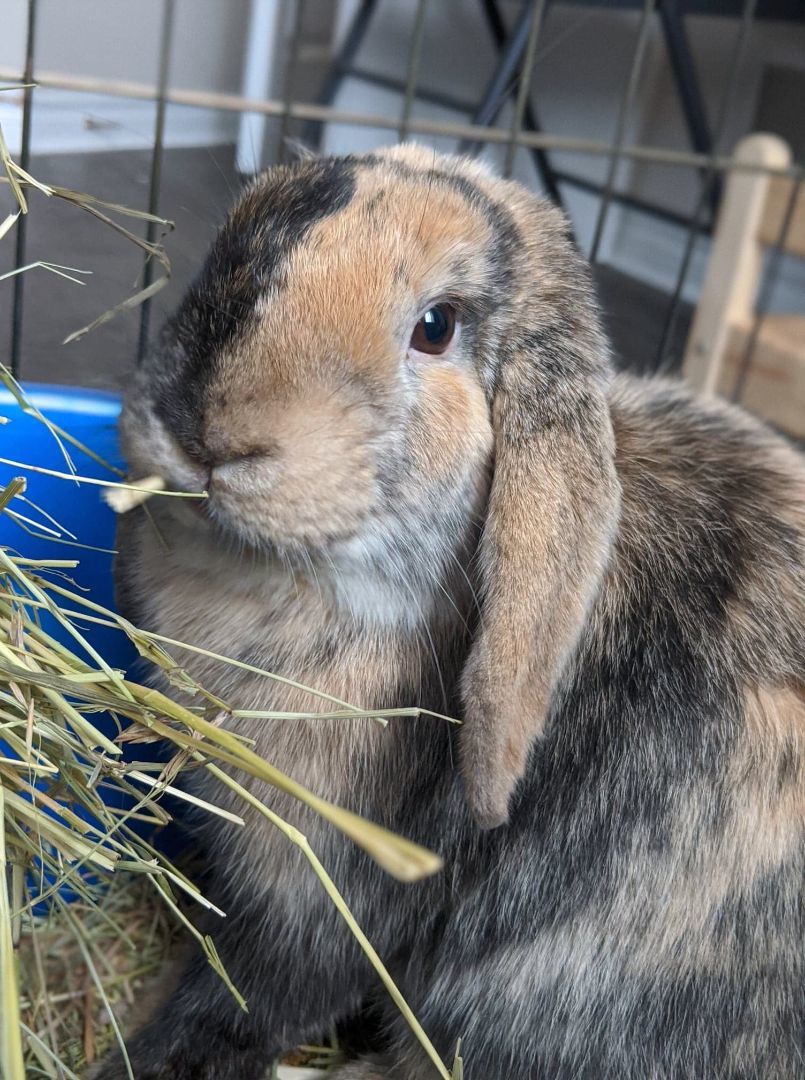 Enlarge Ollie, a Adopted Mini Lop in Kemptville, ON image 6/6