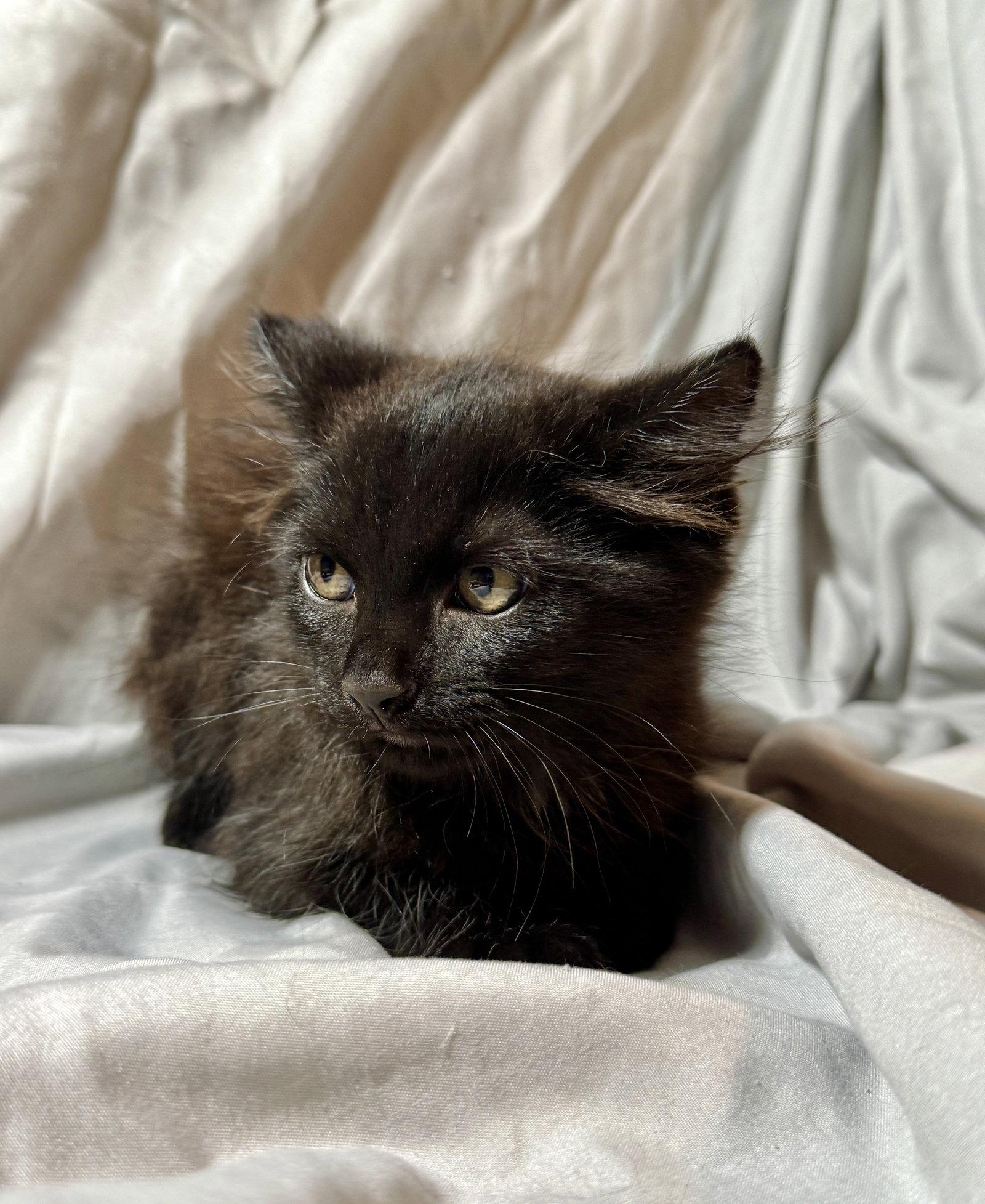 Sirius, Adoptable, Young Male Domestic Medium Hair.