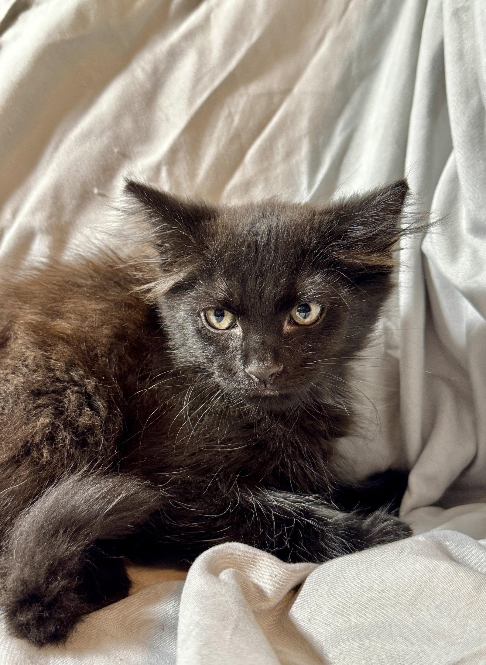 Enlarge Sirius, a Adoptable Domestic Medium Hair in Queen Creek, AZ image 2/2