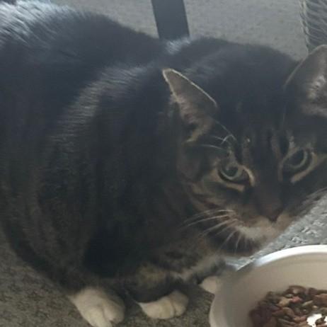 Enlarge Tigress-Owner Passed Away, a ADOPTABLE mixed breed in Egg Harbor City, NJ image 1/1