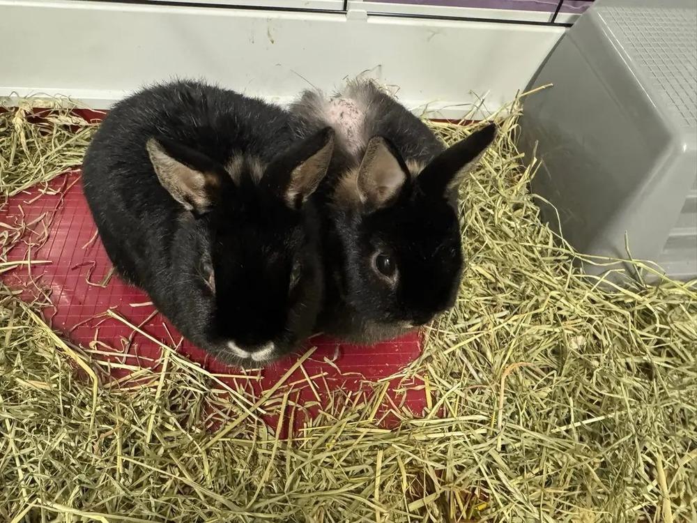 Sprout, a Adoptable Netherland Dwarf in Dallas, PA image 1/3