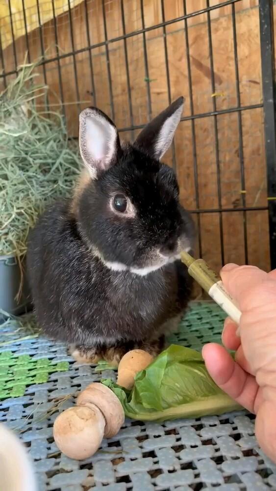 Sprout, a Adoptable Netherland Dwarf in Dallas, PA image 2/3
