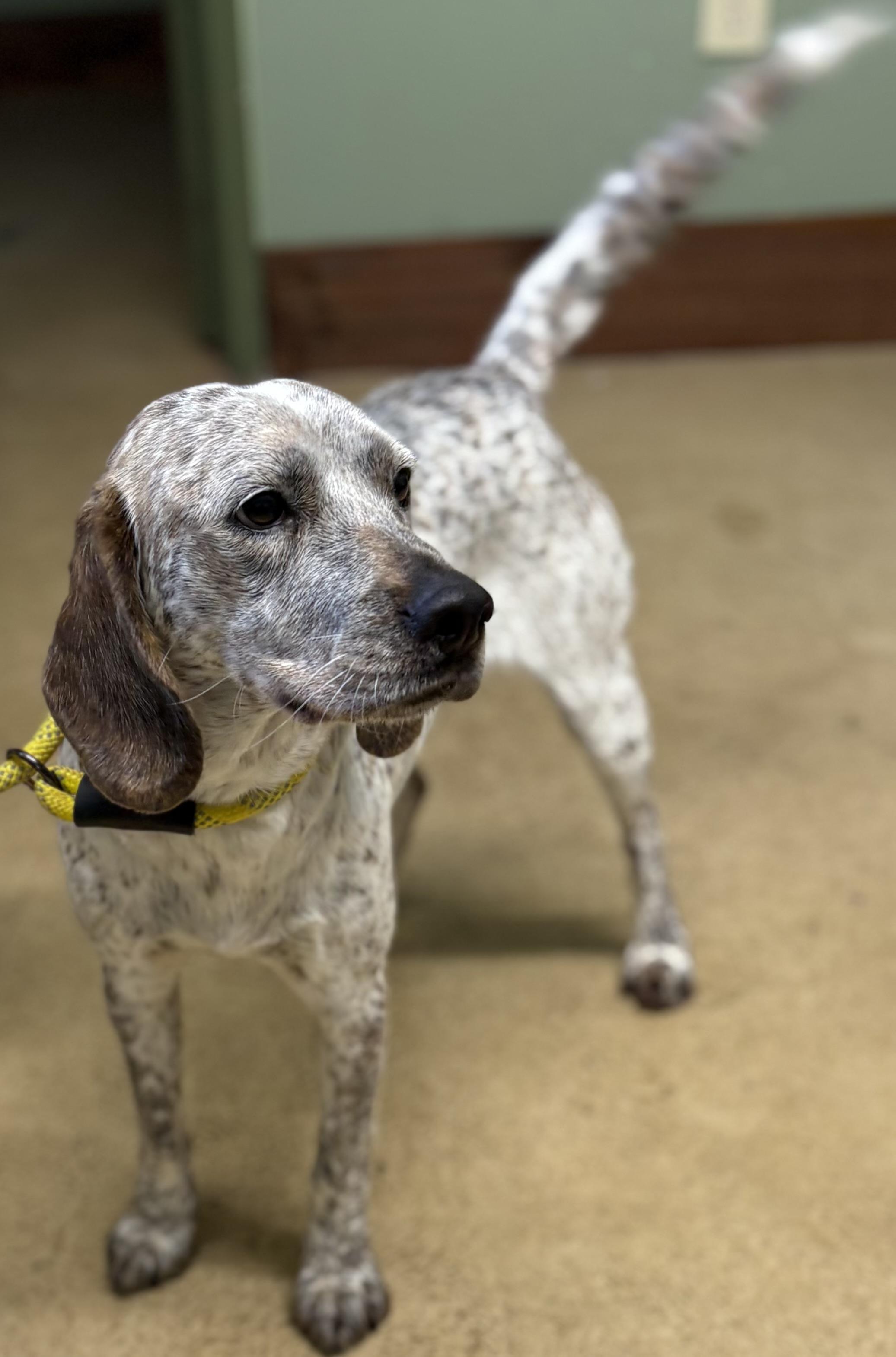 Enlarge LUNA, a ADOPTABLE English Coonhound in Newborn, GA image 1/6